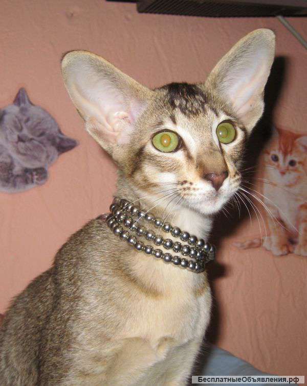 Ориентальный котенок из элитого питомника