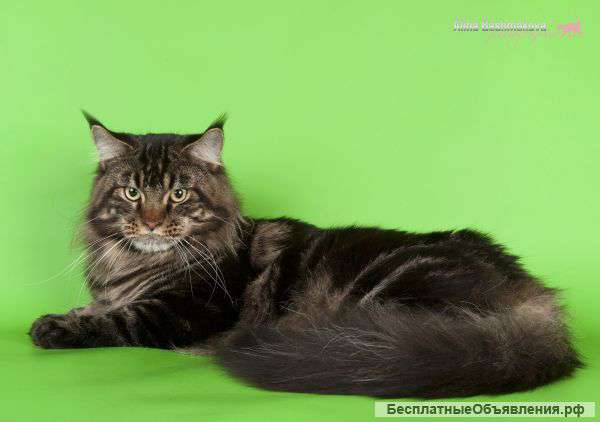 Предлагая для вязки кота Мейн-Кун