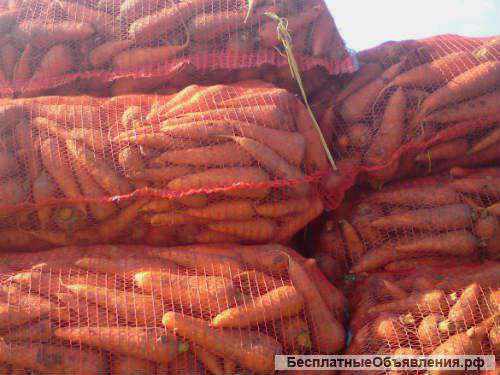 Морковь оптом