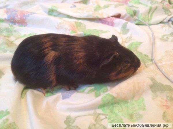Морские свинки 1 месяц