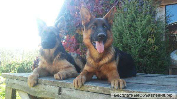 Щенков немецкой овчарки