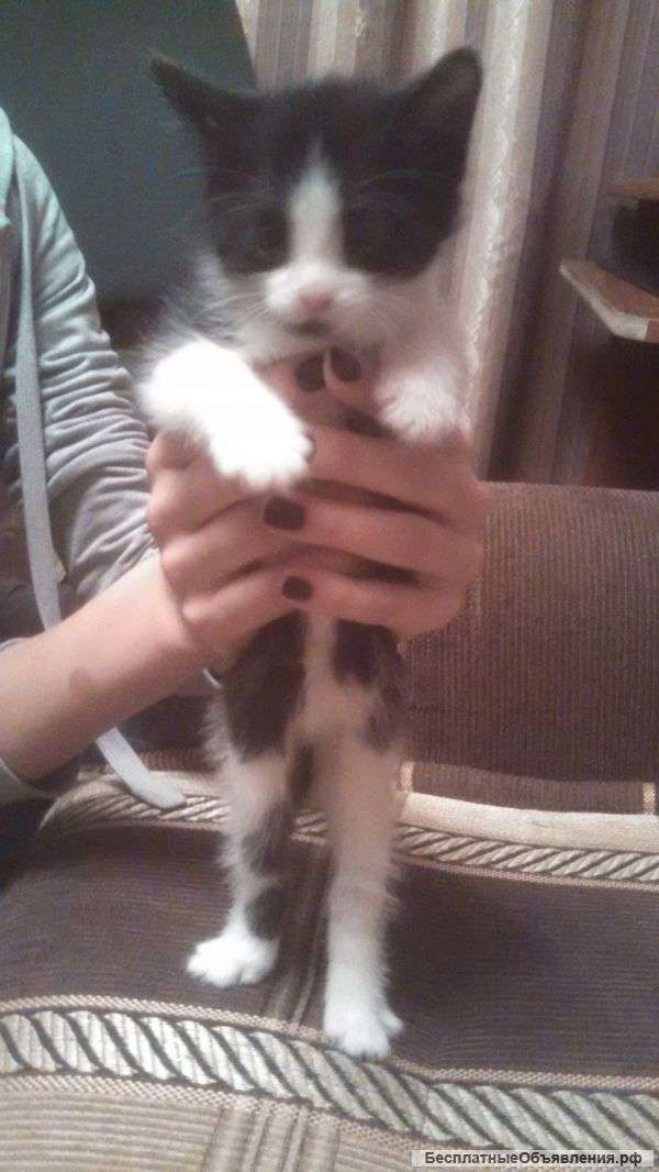 Уникальные котята в Ваш дом