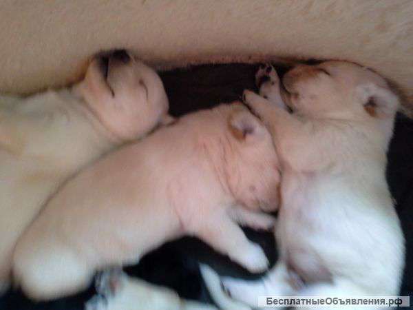 Щенки лабрадора