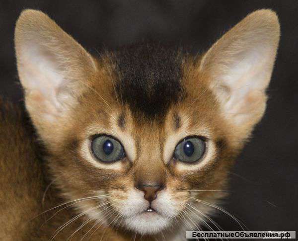 Элитные абиссинские котята
