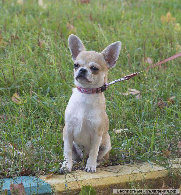 Чихуахуа щенки гл.ш и дл.ш