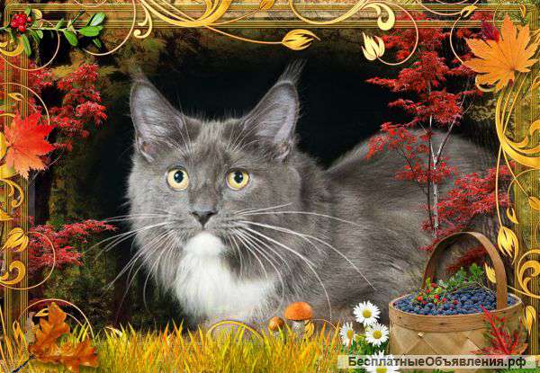 Кошечка мейн кун