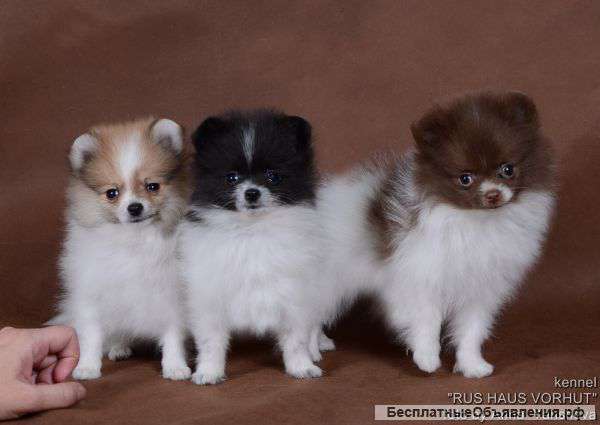 Разноцветные шпицы