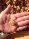 Грецкий орех оптом от производителя
