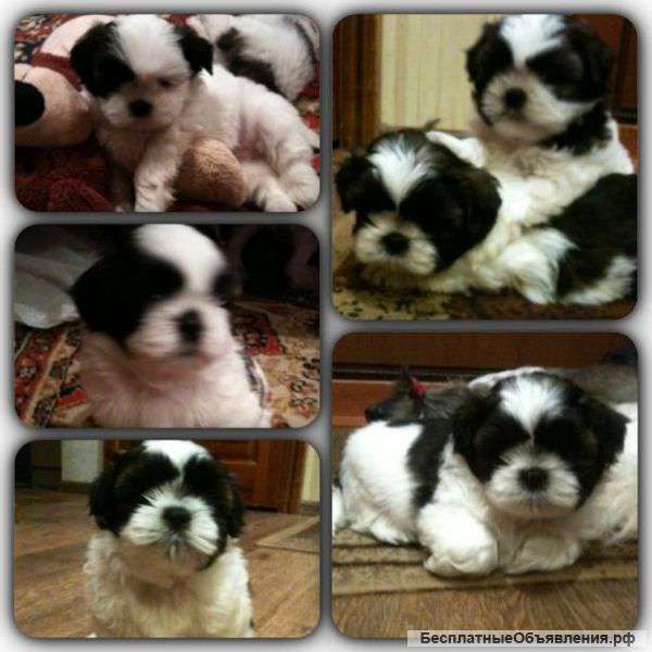 Щенков породы ши-тцу