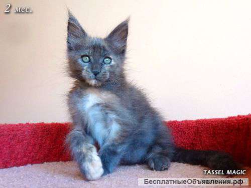 Котята мейн-кун