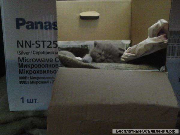 Котята ищут дом