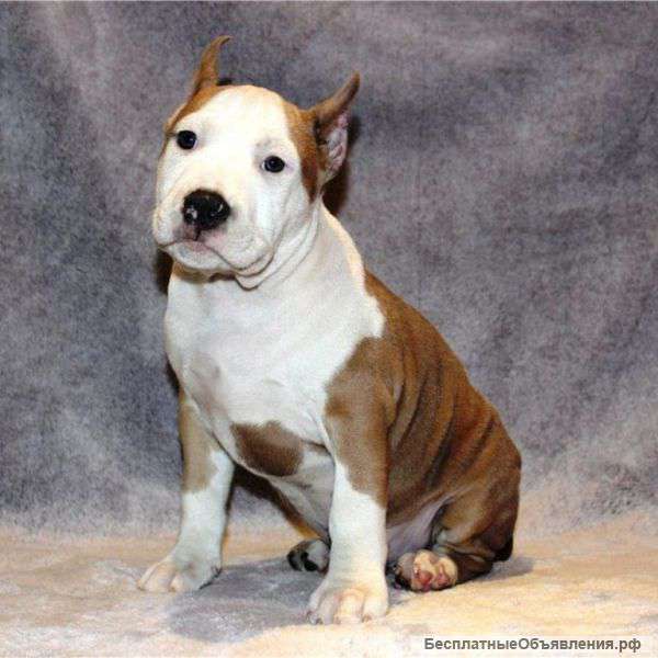 Щенки амстаффтерьера девочки и мальчики.2 месяца.