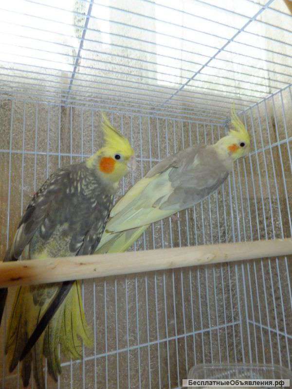 2-х красивых корелл с большой клеткой