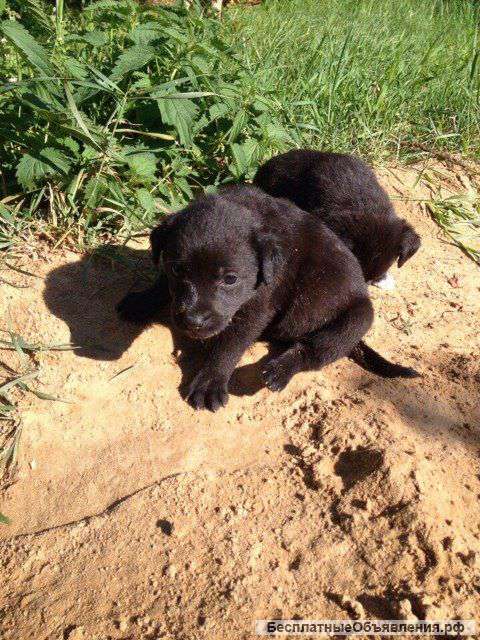 Отдам в хорошие руки