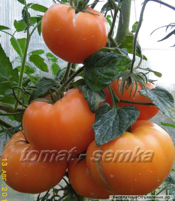 Семена эксклюзивных сортов томатов и перцев