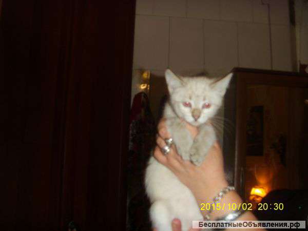 Отдам в добрые руки