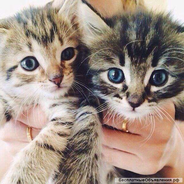 Персидских котят