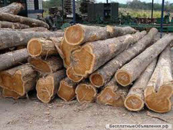 Дерево Тика Эквадора