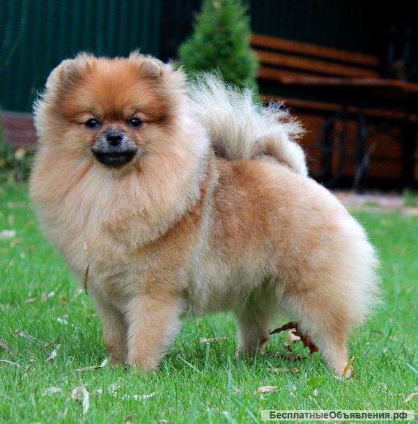 Щенка шпица