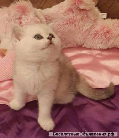 Котят шотландкой серебристой шиншилы