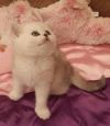 Котят шотландкой серебристой шиншилы