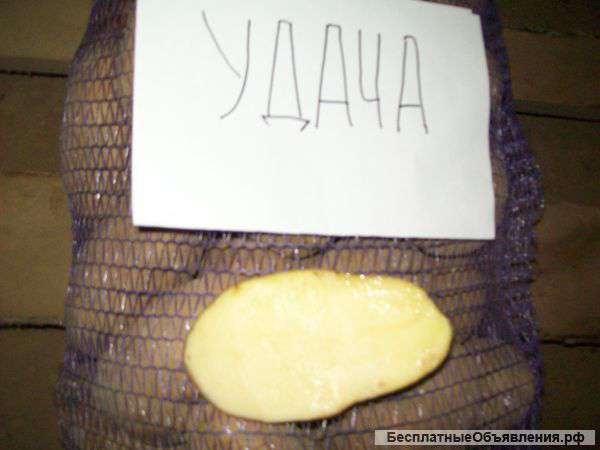 Картофель