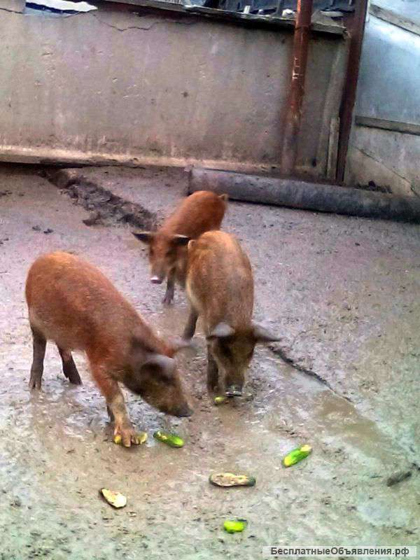 Дикие поросята