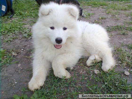 Щенок самоеда девочка