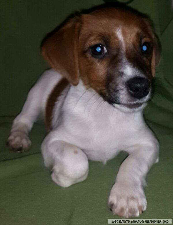 Щенки Джека Рассела