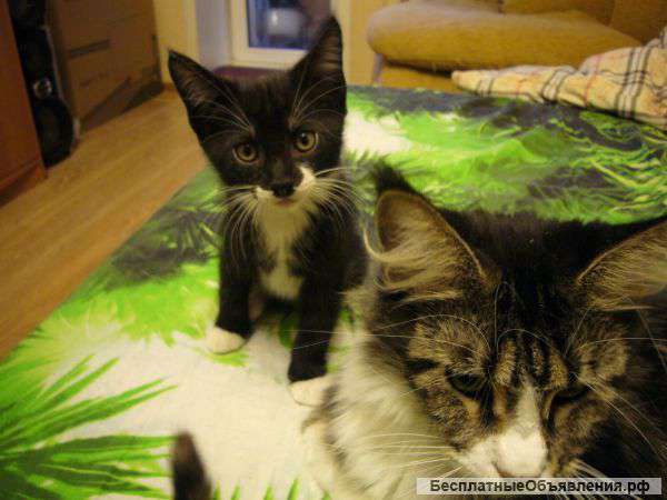 Порода: Мейн-кун котята