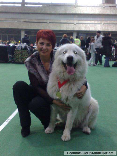 Маремма(мареммо-абруцкая овчарка).Продажа щенков