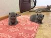 Британские кошки