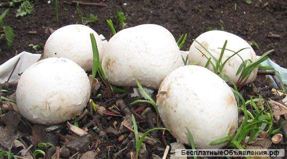 Шампиньоны Выращиваем сами