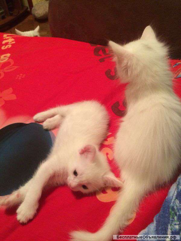 Котята ангорские