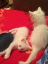 Котята ангорские