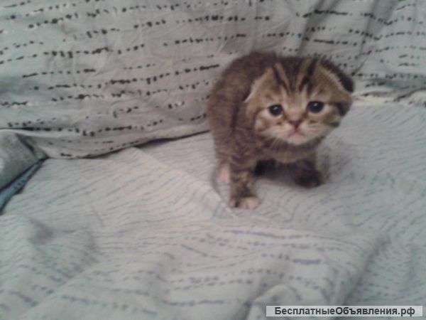 Шатланских котят