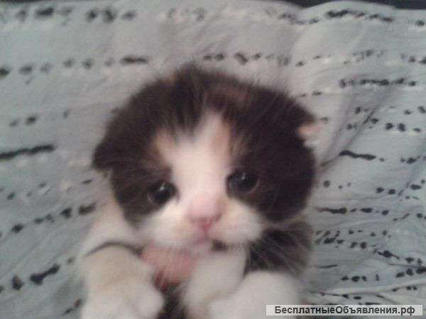 Шатландцев