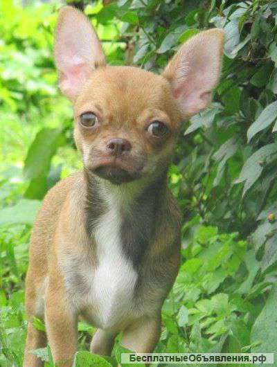 Щенки Чихуахуа мини и стандарт