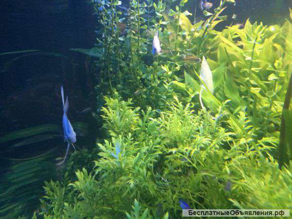 Аквариумные растения