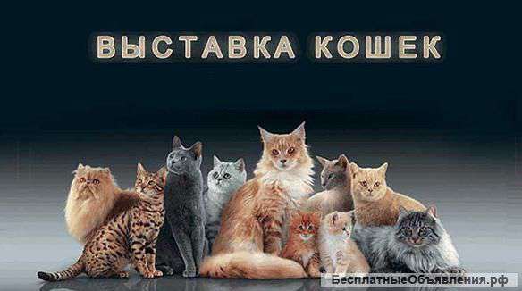 Международная выставка кошек