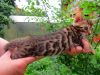 Клубных котят