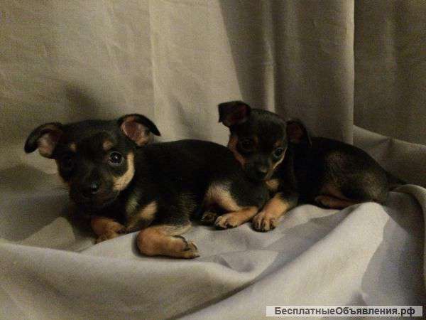 Щенки на продажу