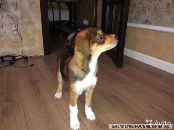 Ищем новый дом