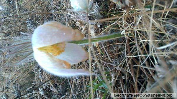 Студию продам или обменяю на авто