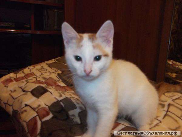 Отдам котят в хорошие руки