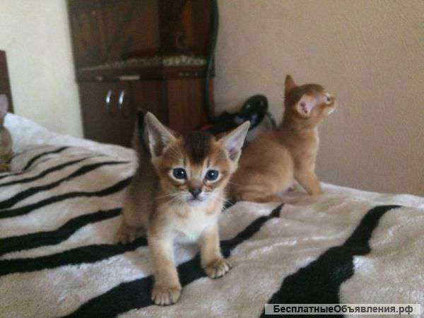 Абиссинские кошечки в разведение