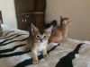 Абиссинские кошечки в разведение