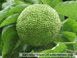 Маклюра (Адамово яблоко)