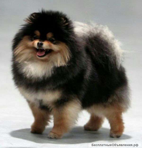 Померанский шпиц. Самая красивая девочка