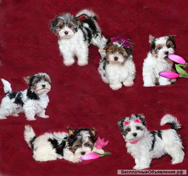 Щенки бивер йорка